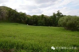 阿巴嘎旗 媒體探訪沙地生態(tài)治理成果，育苗造林守護綠色希望